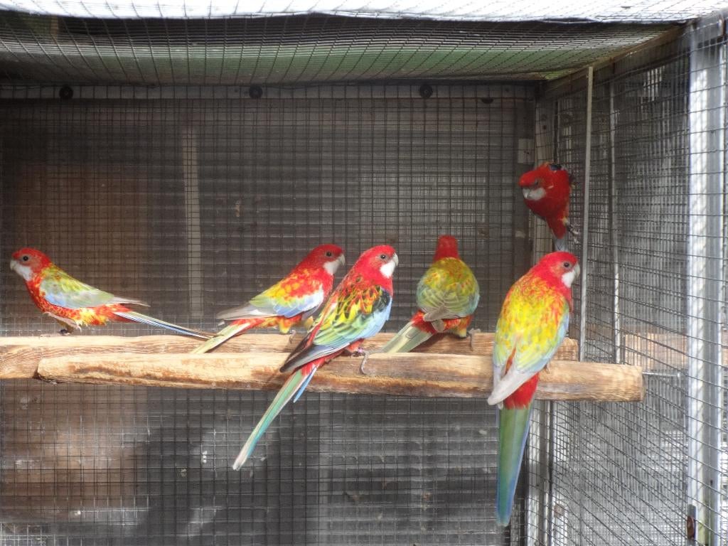Rosella's, Dieren en Toebehoren, Meerdere dieren, Papegaai, Geringd