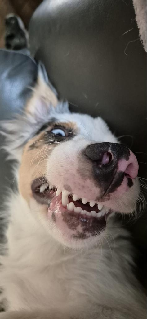 Lieve jonge hond Luna (Border Collie x Australian Shepherd), Dieren en Toebehoren, Parvo, 1 tot 2 jaar, Teef, Eén hond