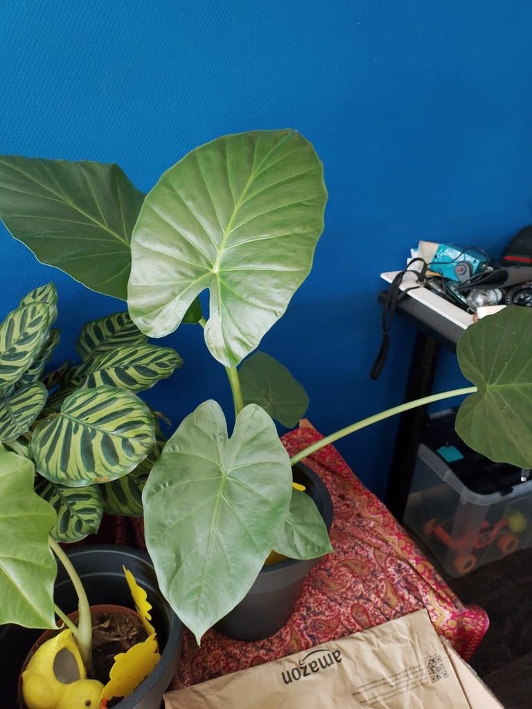 Alocasia calidora, Alocasia portadora en een Alocasia poly, Huis en Inrichting, Kamerplanten, Ophalen, Halfschaduw, Minder dan 100 cm