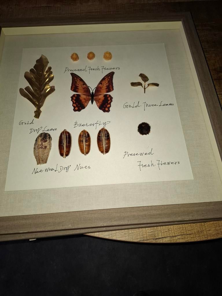 Ingelijste collage met gedroogde natuurlijke elementen, 50 tot 75 cm, Overige typen, Nieuw, Ophalen of Verzenden