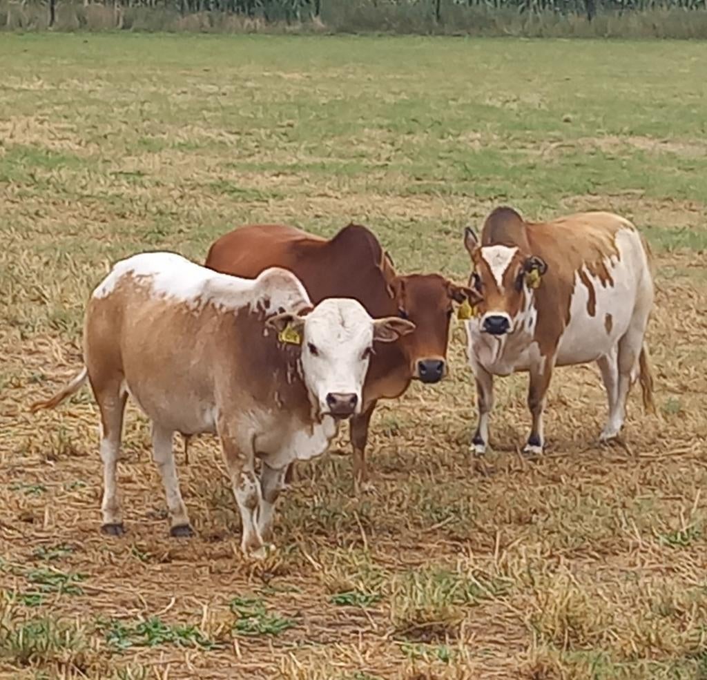 Te koop zeboe stiertje van 78cm, Dieren en Toebehoren, Mannelijk, Geit
