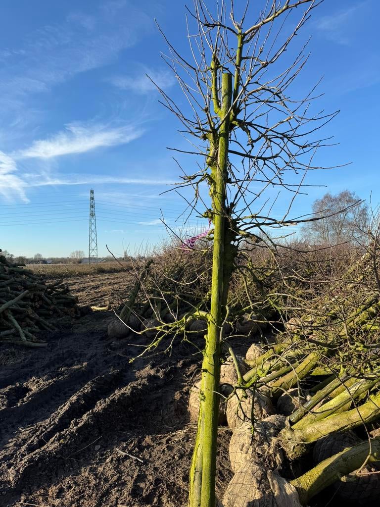 Partij 20 jaar oude elstar appelbomen, Ophalen, Lente, Halfschaduw, Appelboom
