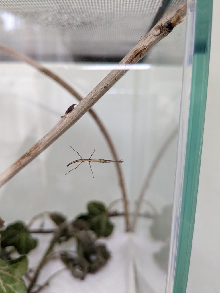 Baby (Indische) wandelende takken, Dieren en Toebehoren, Wandelende tak