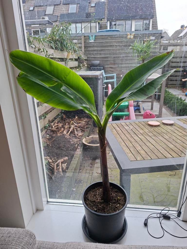 Musa grand nain orginelele chequitta banaan, Ophalen of Verzenden, In pot, Halfschaduw, Minder dan 100 cm