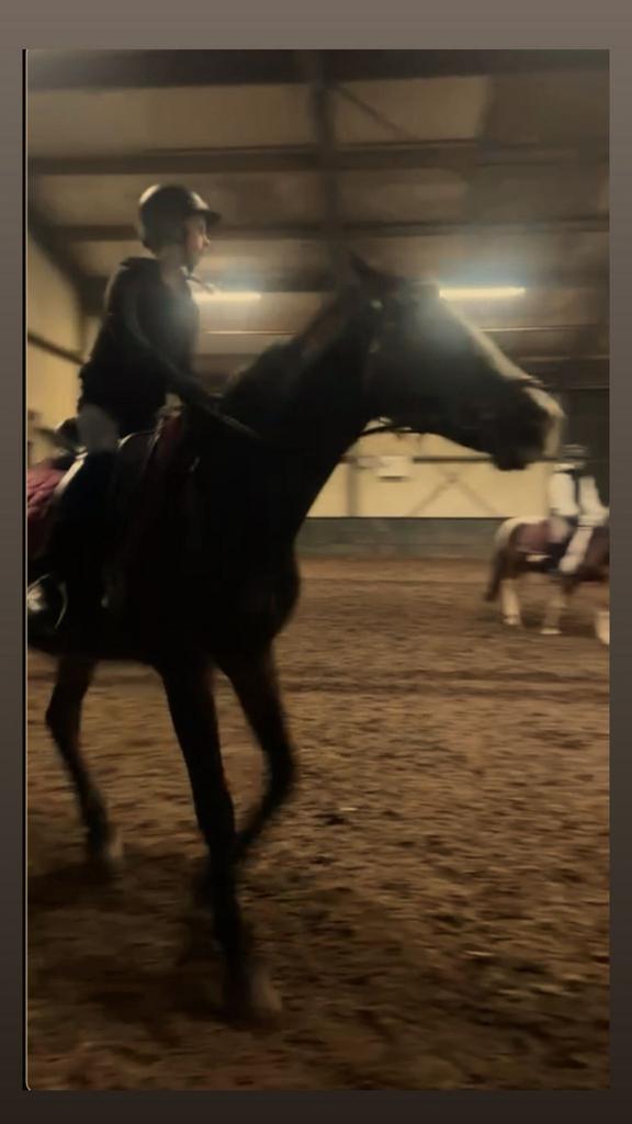 Verzorg Paard/shet GEZOCHT!! Verzorgers aangeboden!, Ophalen of Verzenden, Nieuw