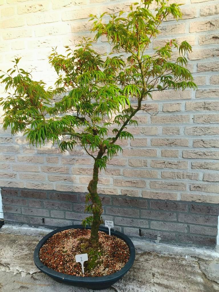 5 stuks bonsai Acer palmatum Seiun kaku, Ophalen, Bloeit niet, Halfschaduw, Overige soorten