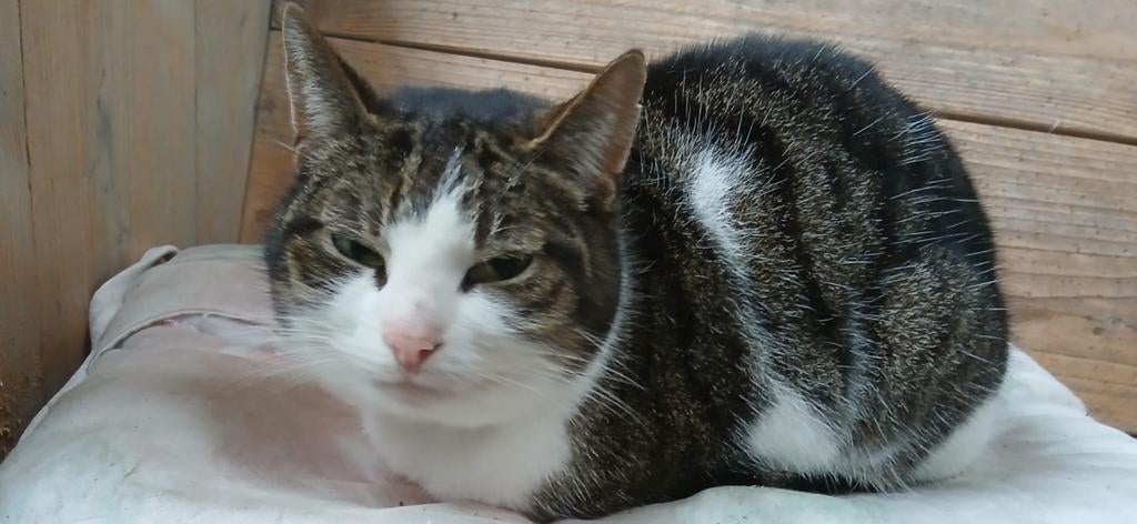 Spoed gratis poes, Poes