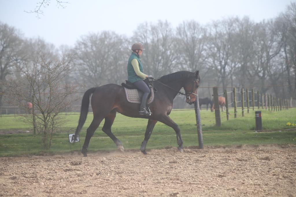 Ouder Z1 Dressuurpaard, Dieren en Toebehoren, Paarden, Ruin, Dressuurpaard, 170 tot 175 cm, 11 jaar of ouder