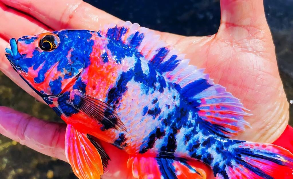 Aulonocara Multi Color OB Exclusief!!!, Vis