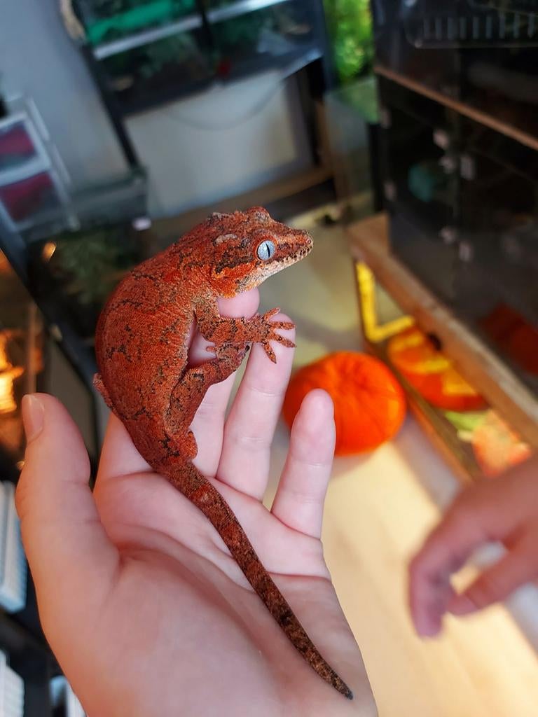 Gargoyle gekko 1.0, Hagedis, Tam, 0 tot 2 jaar