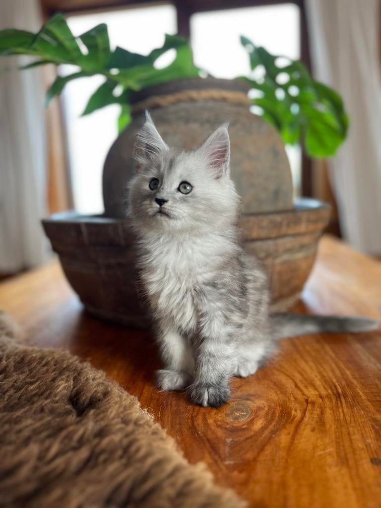 Fijn hotel gezocht voor over 4 weken met vriendje, Kater, Met stamboom, 0 tot 2 jaar