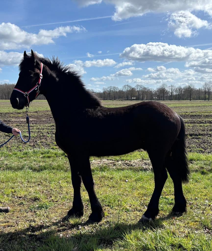 Friese jaarling (Maurus 441 X Alwin 468), Dieren en Toebehoren, Minder dan 160 cm, Met stamboom, Niet van toepassing, Dressuurpaard