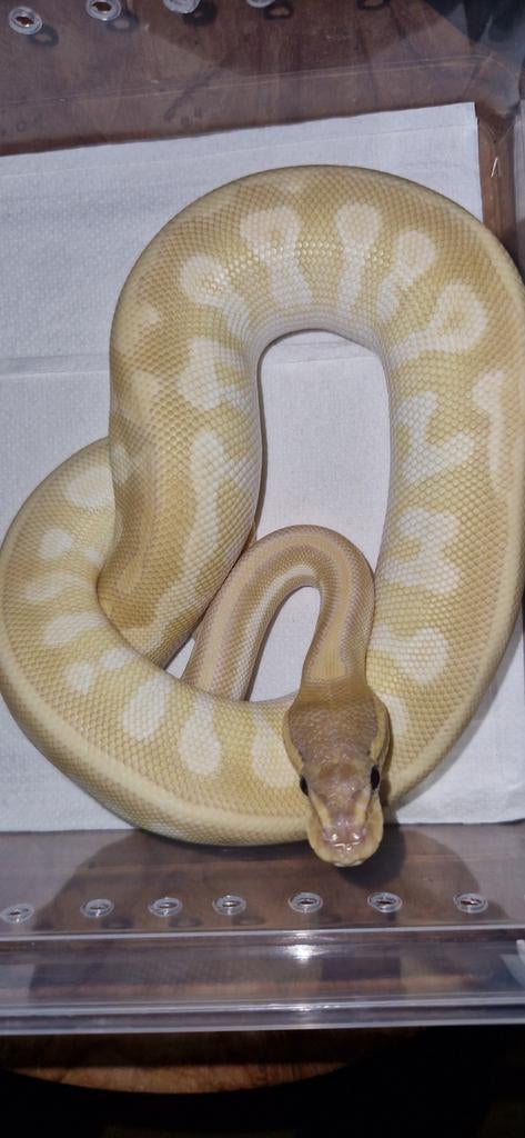 Banana butter vanillia Ball Python - female for sale from Wouter