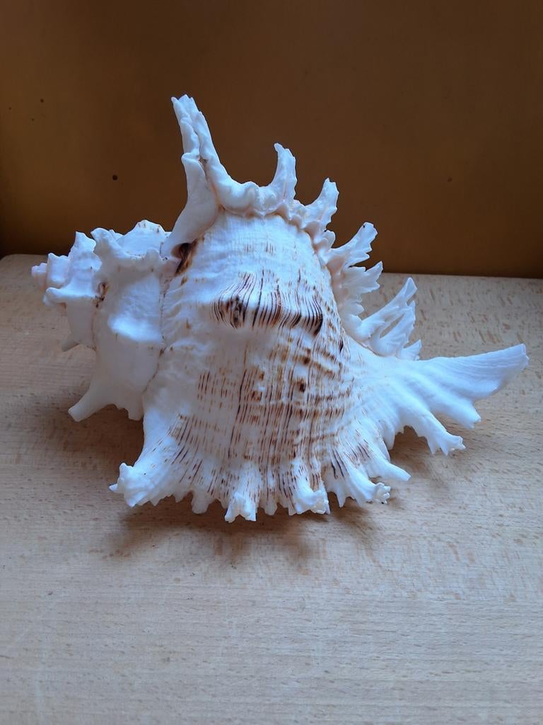 Prachtige grote zeeschelp xxl murex schelp 24cm, Verzamelen, Ophalen of Verzenden