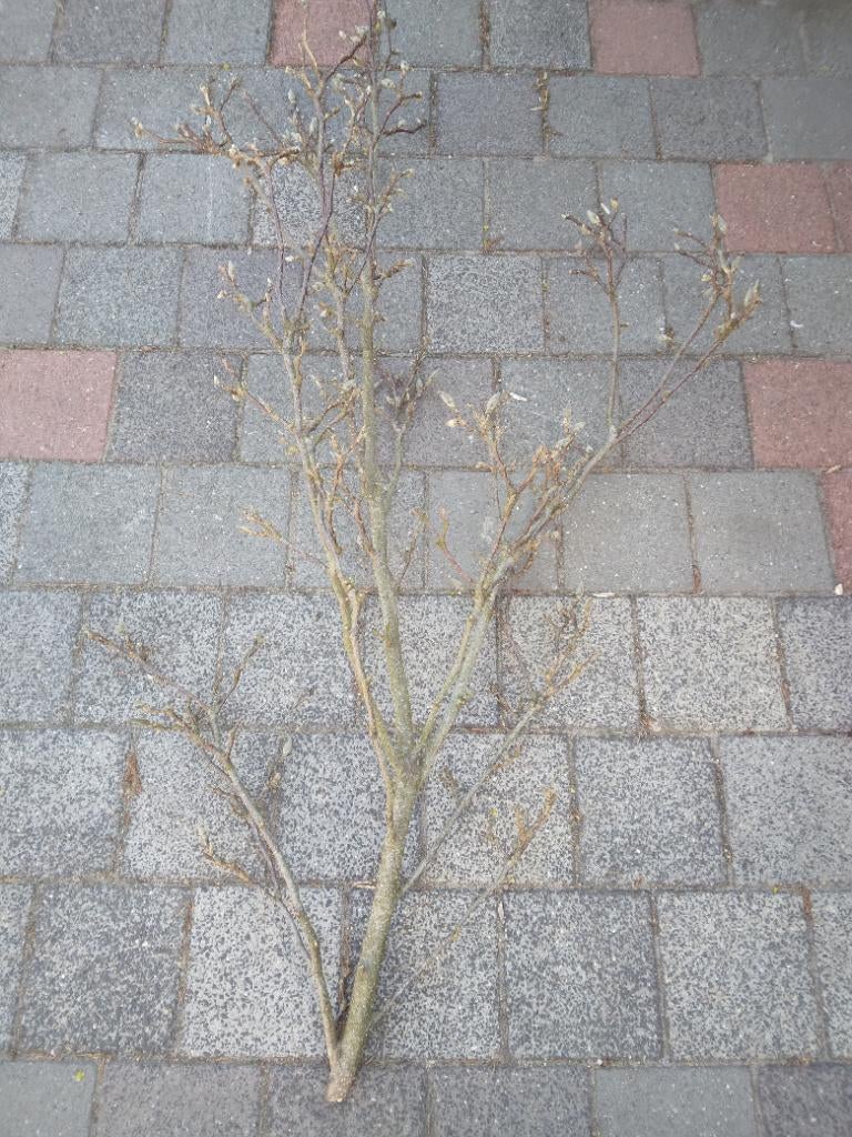 Magnolia gedroogd, gratis, Ophalen, Nieuw