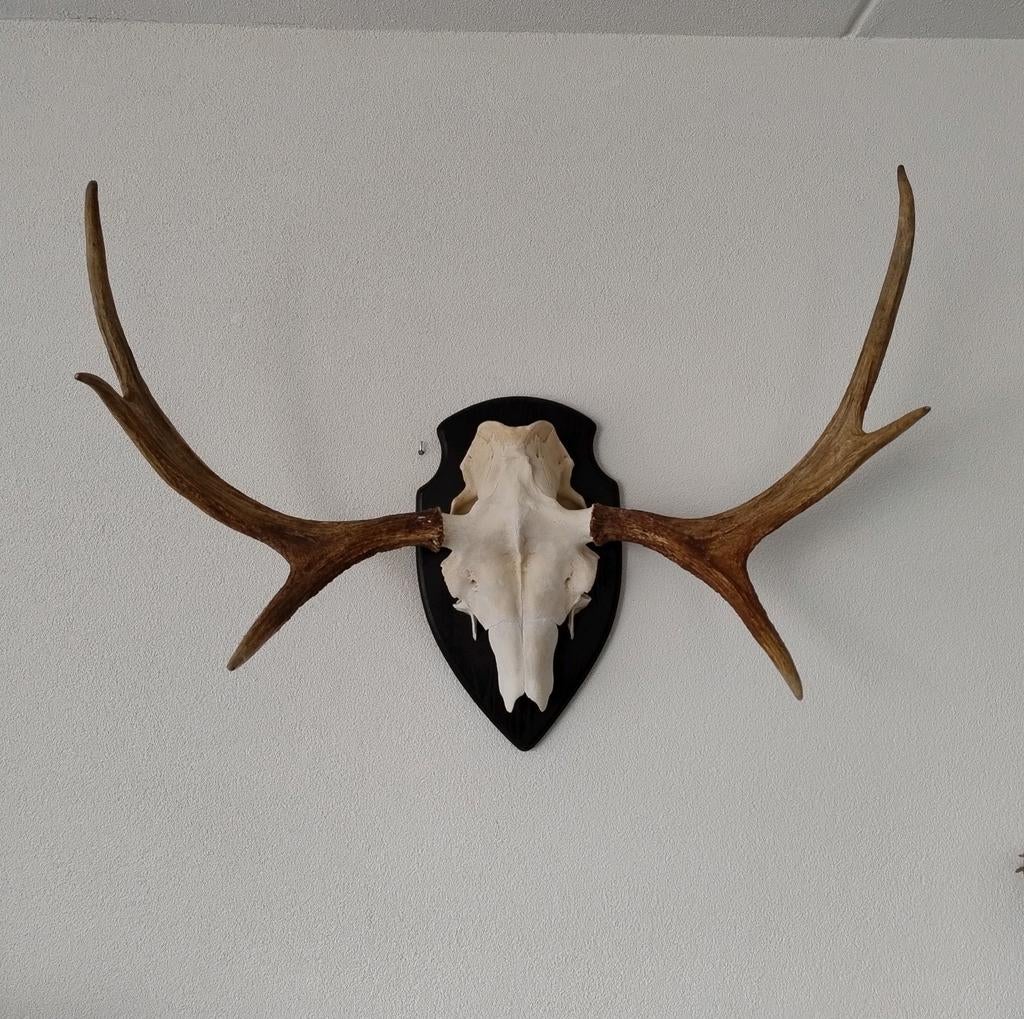 Europese eland schedel op schild gewei, Ophalen, Nieuw