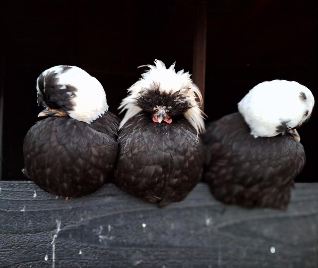 Broedeieren van de Hollandse kuifhoen, Dieren en Toebehoren, Pluimvee, Geslacht onbekend, Kip