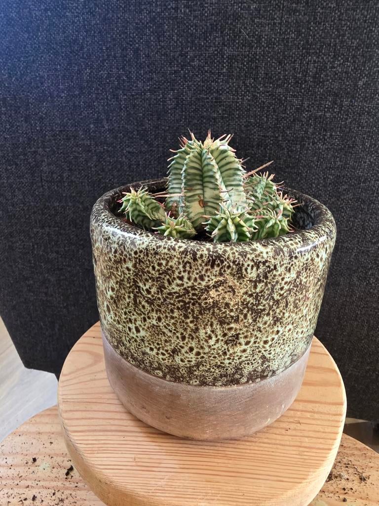 Euphorbia Meloformis, Huis en Inrichting, Kamerplanten, Ophalen of Verzenden, Halfschaduw, Minder dan 100 cm