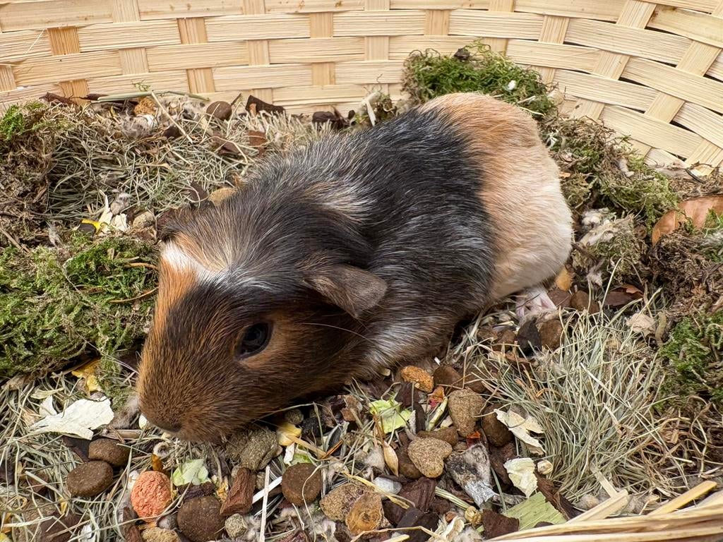Jonge tamme cavia zeugjes, Vrouwelijk, Tam, Maart, Cavia