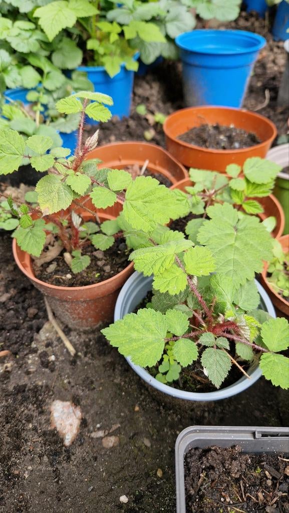 Biologische Japanse wijnbes, Tuin en Terras, Planten | Fruitbomen, Ophalen, Minder dan 100 cm, Overige soorten, Zomer