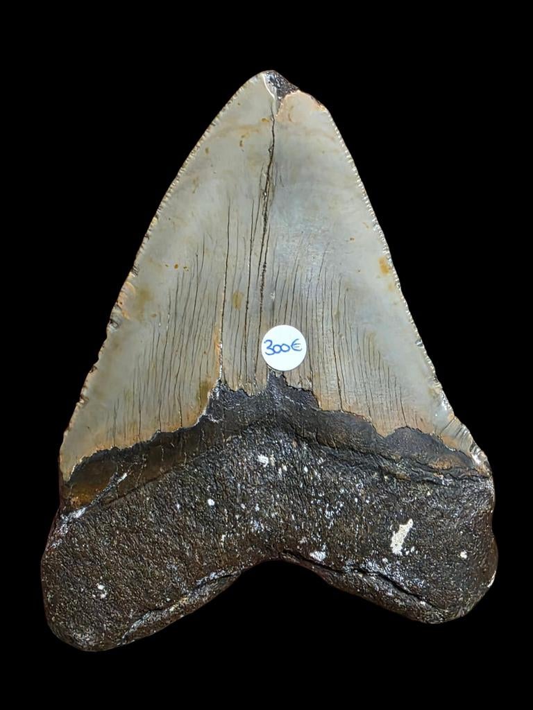 Gigantische Carcharodon megalodon haaientand 13,7 cm 5,42", Ophalen of Verzenden, Fossiel