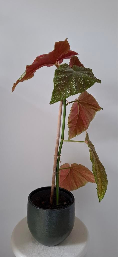 Begonia kamerplant in pot, Ophalen of Verzenden, In pot, Halfschaduw, Minder dan 100 cm