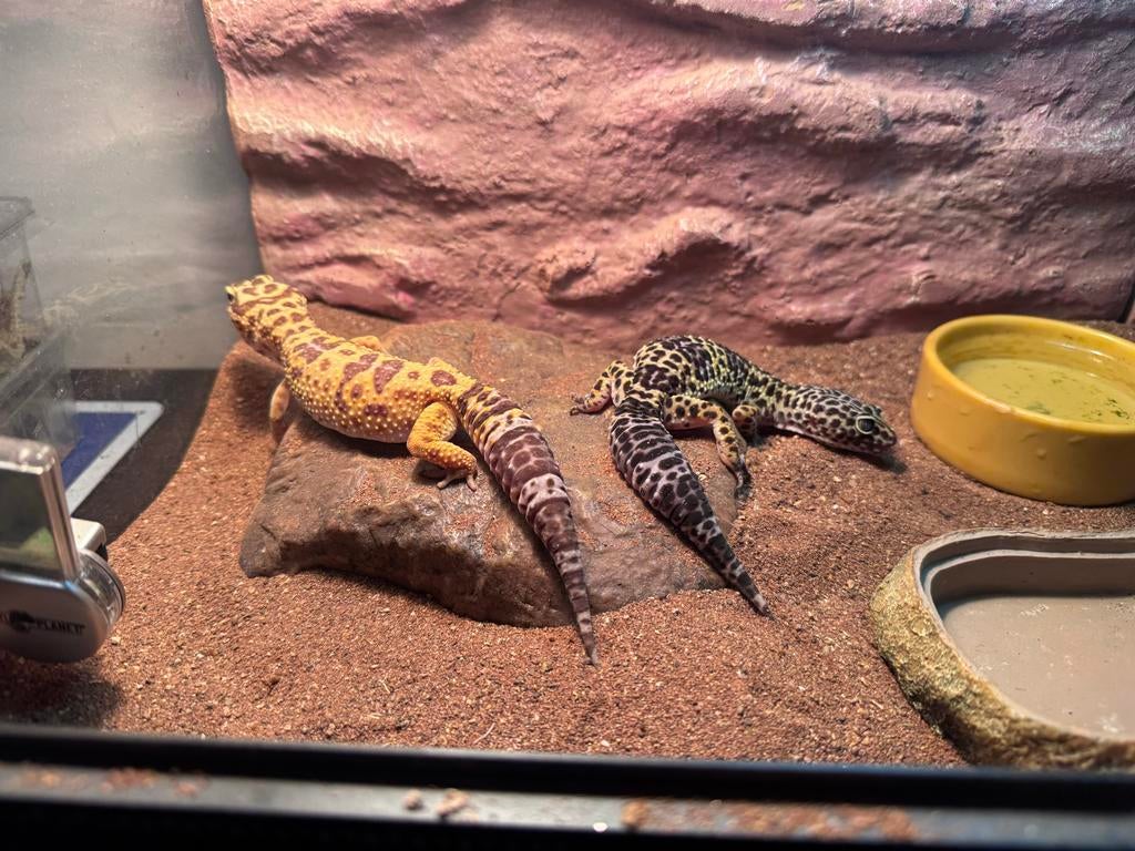 Luipaard gekkos met terrarium en toebehoren Leopard Gecko - male for sale from jk