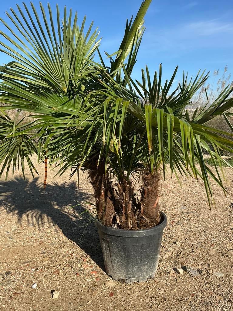 Multistam palmbomen, Tuin en Terras, Planten | Bomen, 100 tot 250 cm, Zomer, Palmboom, Ophalen