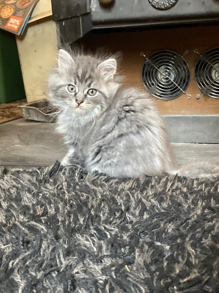 Kittens kruising Ragdoll-Maine Coon, Meerdere dieren, Gechipt, 0 tot 2 jaar