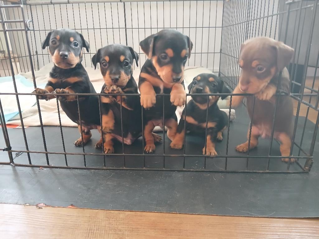 Voorlopig gereserveerd.. black and tan Jack Russel, Parvo, Jack Russell Terriër, 8 tot 15 weken, Meerdere