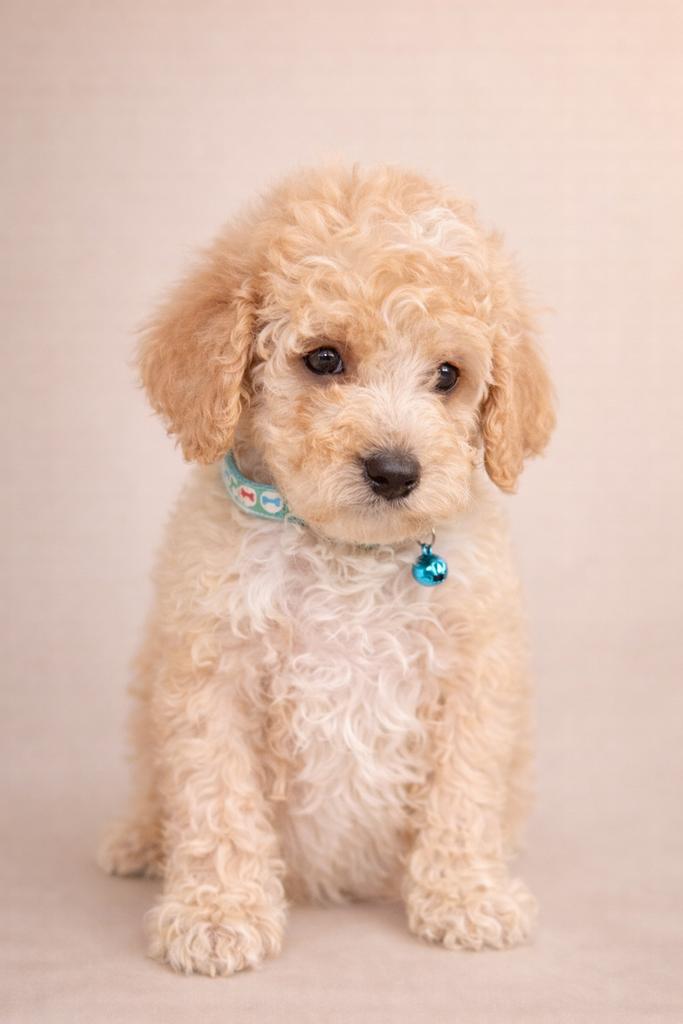 Maltipoo pups Maltezer x toy poedel, Overige rassen, 8 tot 15 weken, Parvo, Meerdere