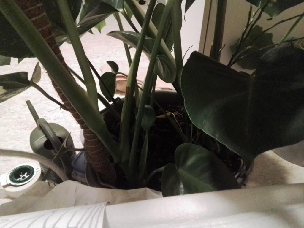 Ik verkoop deze monstera mix omdat hij te groot is, Ophalen, Overige soorten, In pot, Minder dan 100 cm