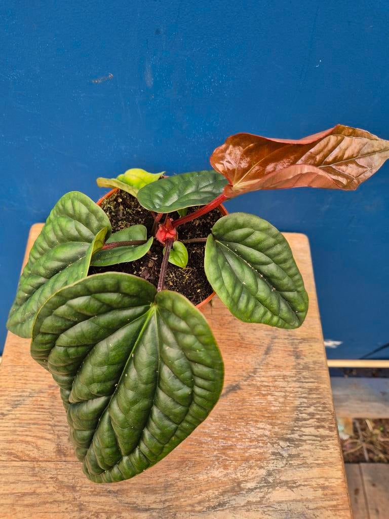 Anthurium Luxurians x Radicans p12 (4), Huis en Inrichting, Kamerplanten, Ophalen of Verzenden, Halfschaduw, Minder dan 100 cm