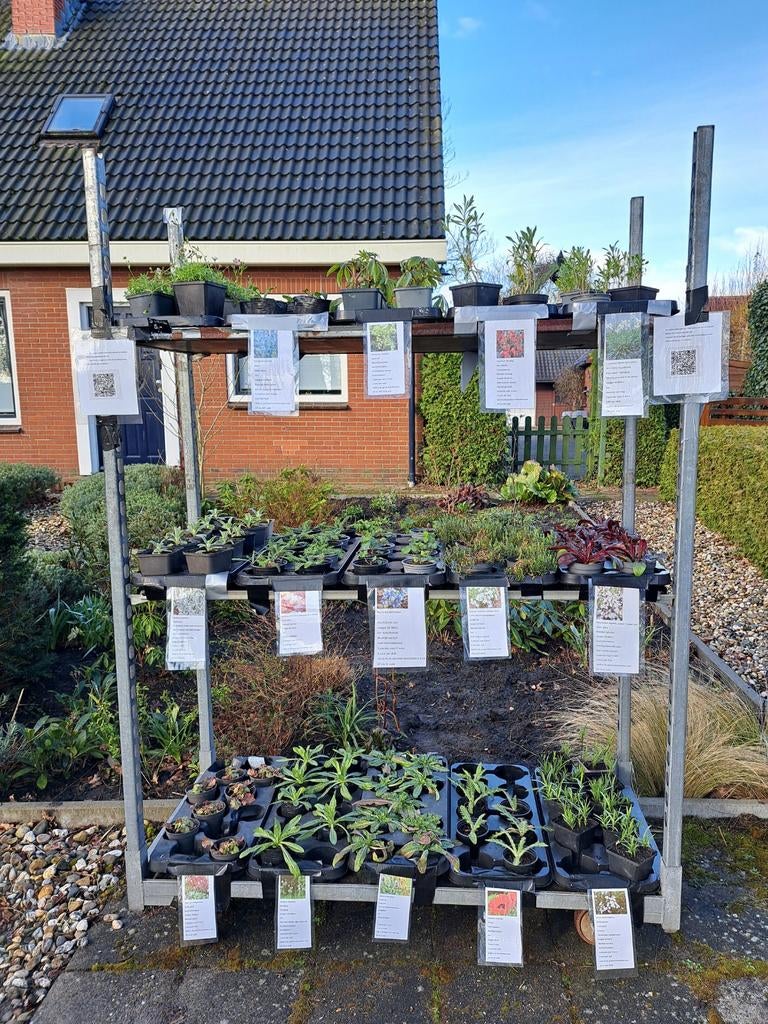 Tuinplanten van hobbykweker.met veel liefde gekweekt., Ophalen, Overige soorten, Halfschaduw