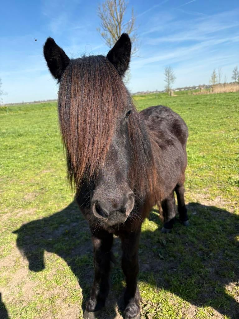 Shetlander te koop, Hengst, A pony (tot 1.17m), Onbeleerd, Recreatiepony