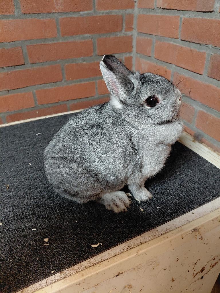 Kleurdwerg chinchilla vrouw, Vrouwelijk, Dwerg, 3 tot 5 jaar