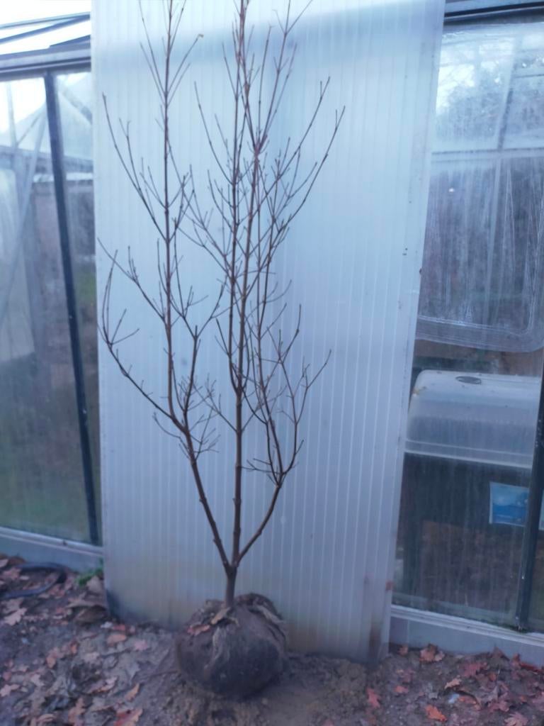 Cornus kousa chinensis, Tuin en Terras, Planten | Bomen, Ophalen, Halfschaduw, Overige soorten, Lente