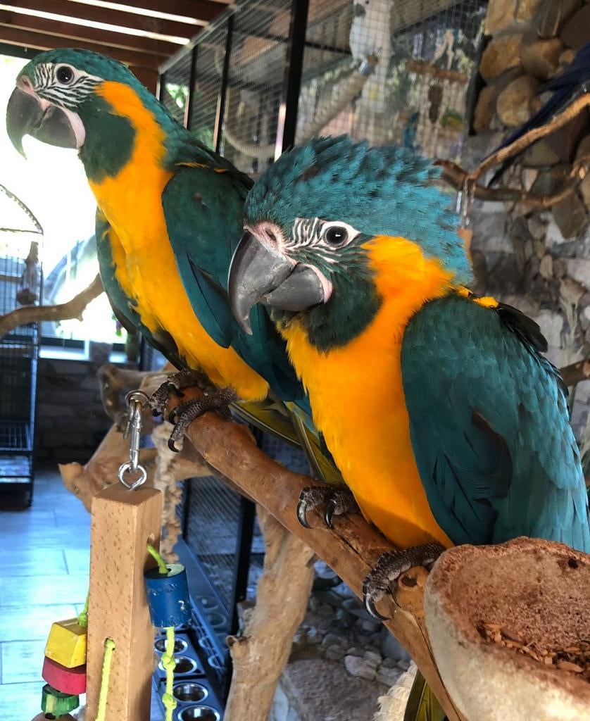 Tamme baby Blauwkeel Ara's met DNA en getest op alle ziektes, Dieren en Toebehoren, Meerdere dieren, Papegaai, Geringd