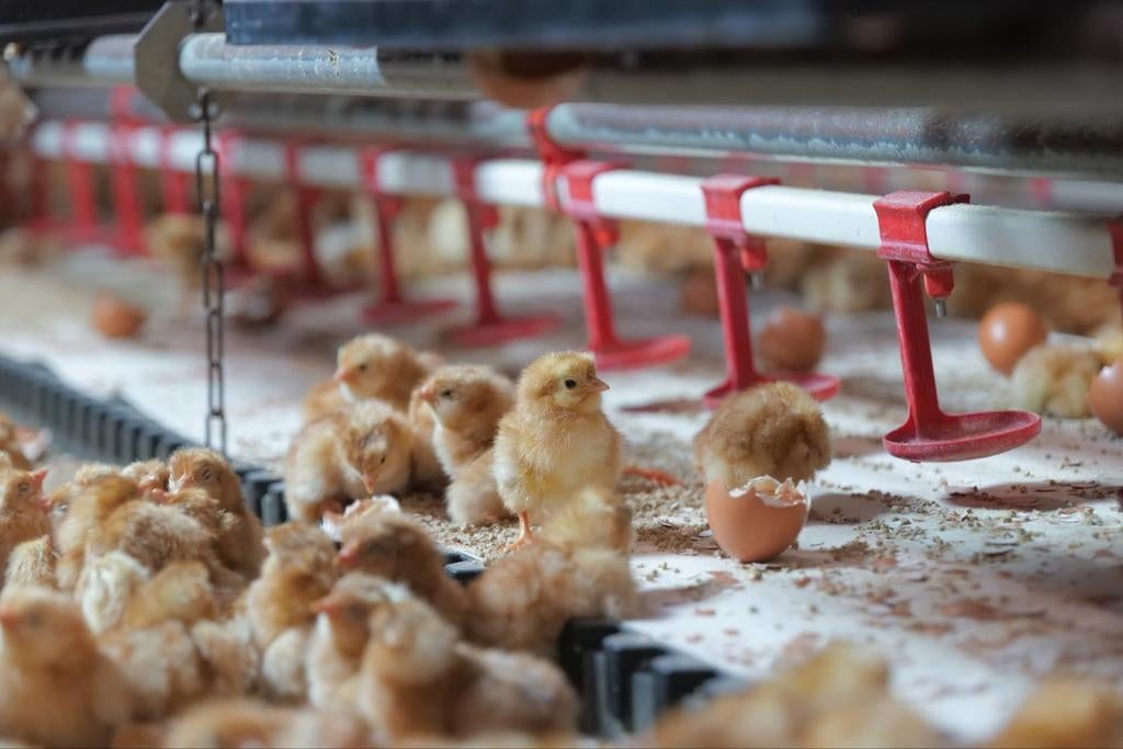 Bruine legkippen kuikens., Vrouwelijk, Kip