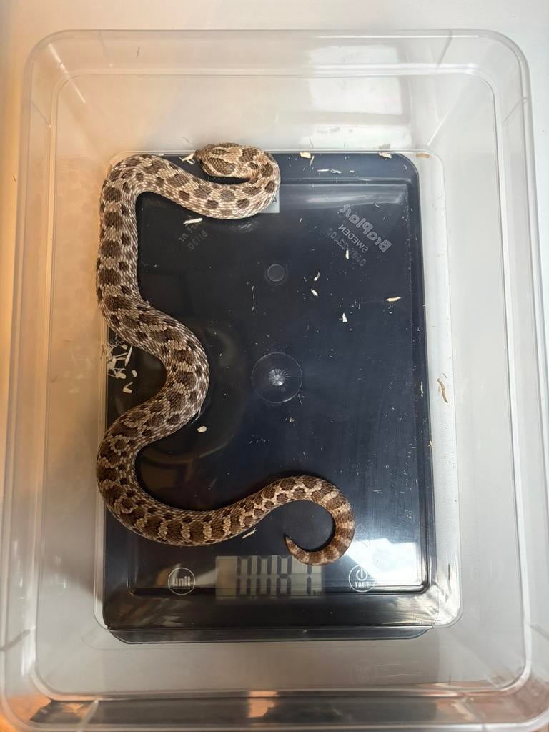 Heterodon nasicus Axanthic het ghost 1.0, Slang