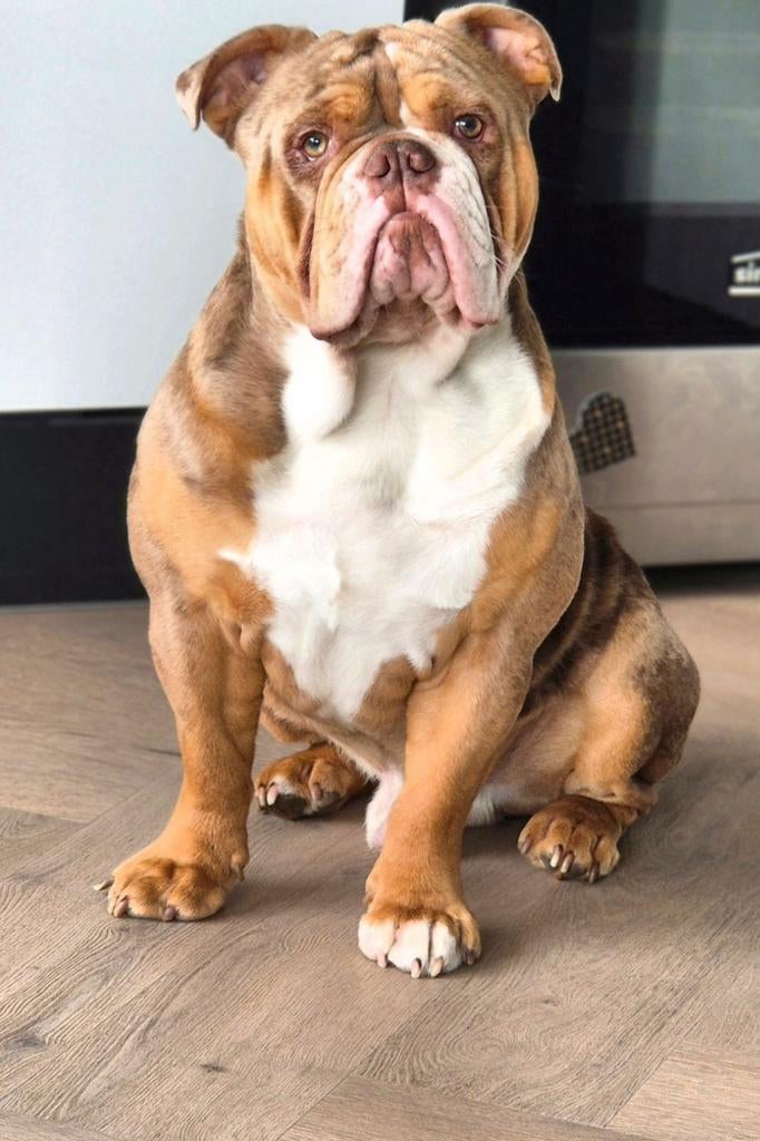 Gezocht honden oppas (old english bulldog ), Dieren en Toebehoren, Mei, Mannelijk