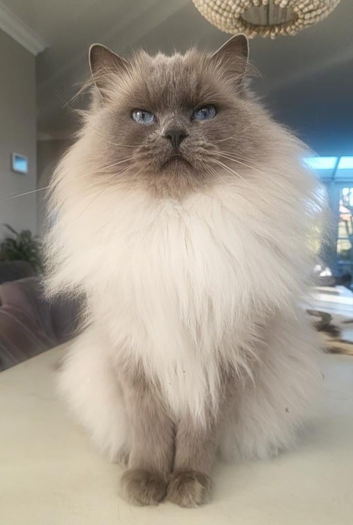 🥇 Ervaren Ragdoll Blue point dekkater met stamboom🥇, Dieren en Toebehoren, Katten en Kittens | Dekkaters