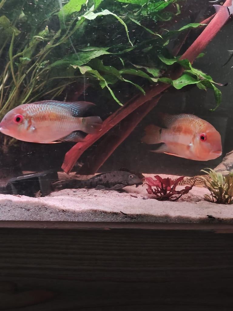 Zuid Amerikaanse Cichliden: Krobia sp. Red Eye, Dieren en Toebehoren, Vis, Zoetwatervis