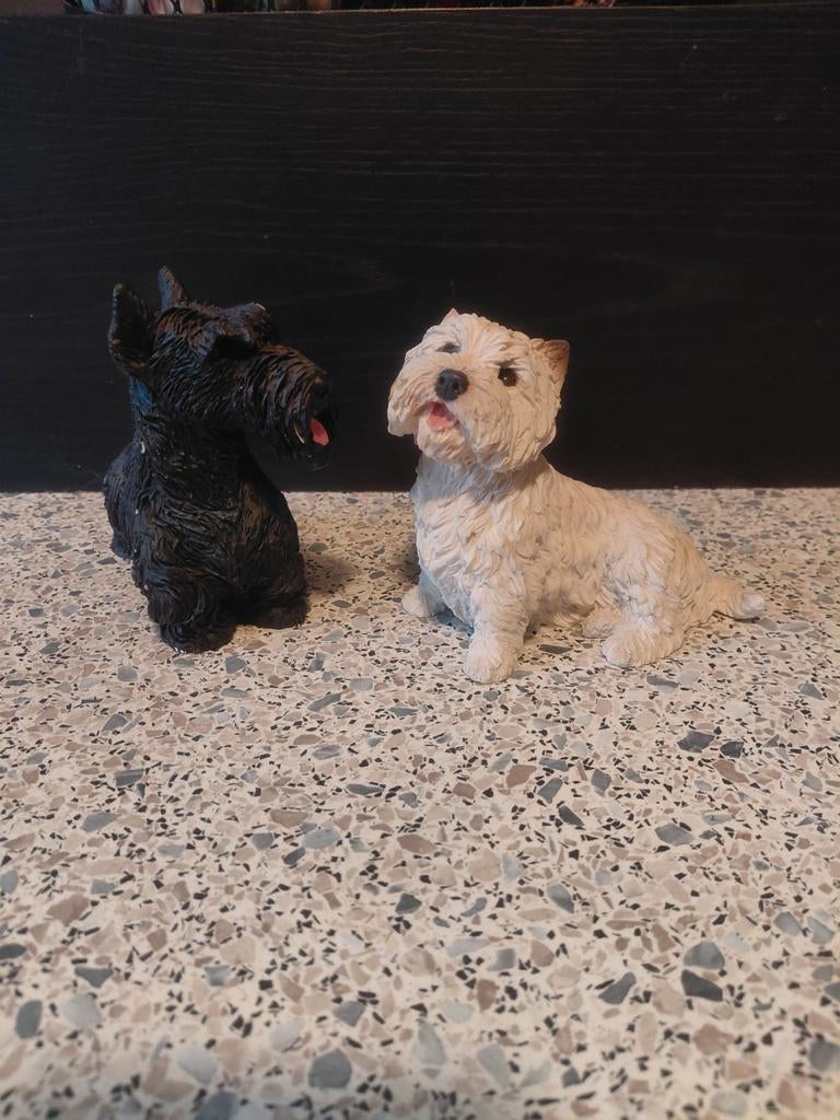 West highland en schotse terrier, Ophalen of Verzenden, Dier