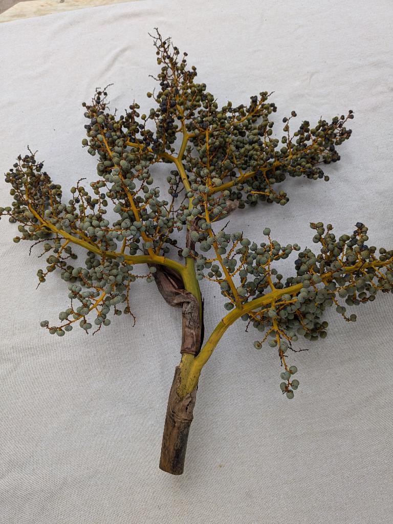 Dadel tak, Ophalen, Nieuw