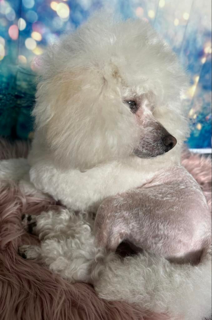 Dekreu dwergpoedel, Dieren en Toebehoren, Honden | Dekreuen, België, Particulier, Reu, Parvo