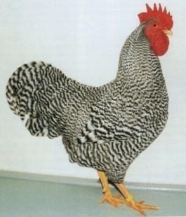 Amrock kriel haan, Dieren en Toebehoren, Pluimvee, Mannelijk, Kip