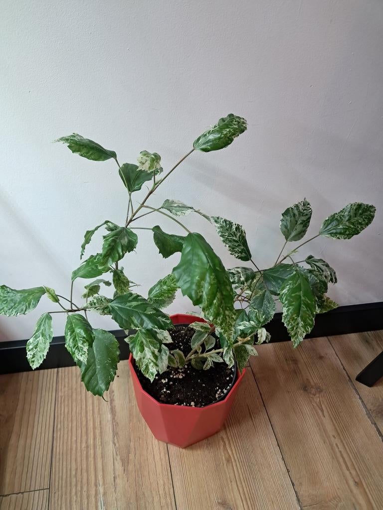 Hibiscus variegata, Ophalen of Verzenden, Halfschaduw, Minder dan 100 cm