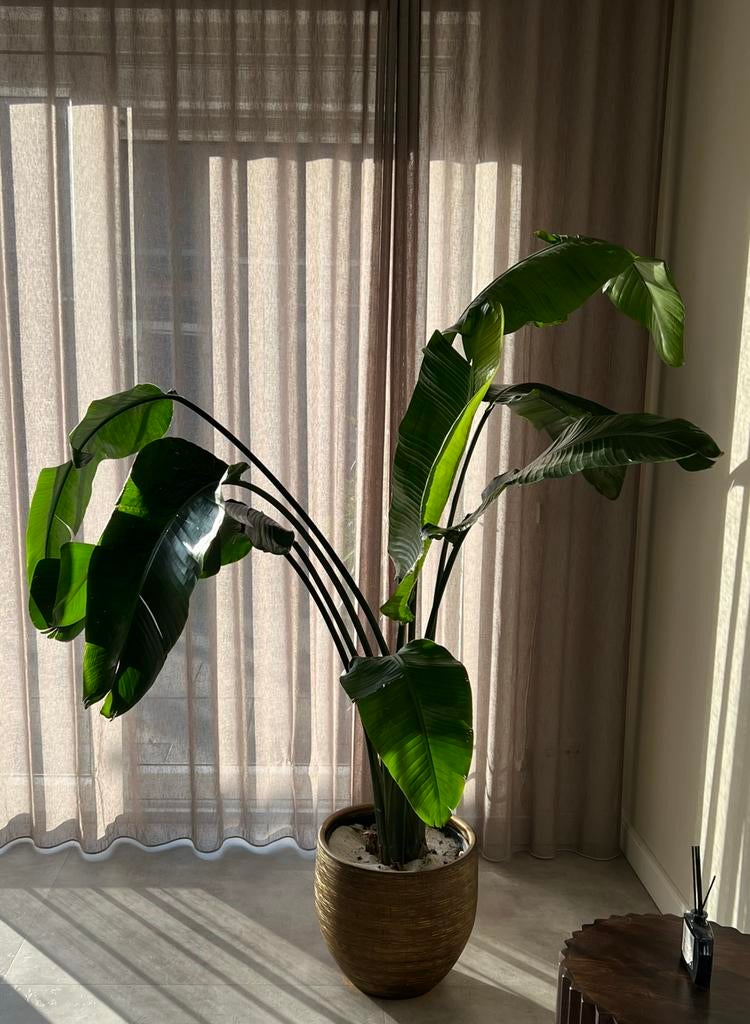 nicolai strelitzia xxl met pot, Huis en Inrichting, Kamerplanten, Ophalen, 100 tot 150 cm, Overige soorten, Halfschaduw