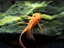 Gezocht koppel ancistrus red  longfin, Vis, Zoetwatervis